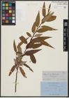 Foto von Salix acmophylla Boiss.